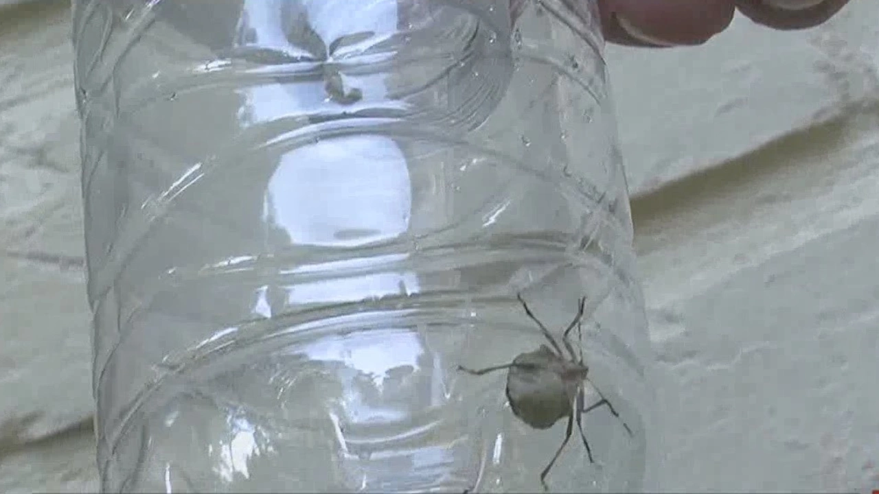Bug trap for laundry: the two-bottle trick that keeps stink bugs away