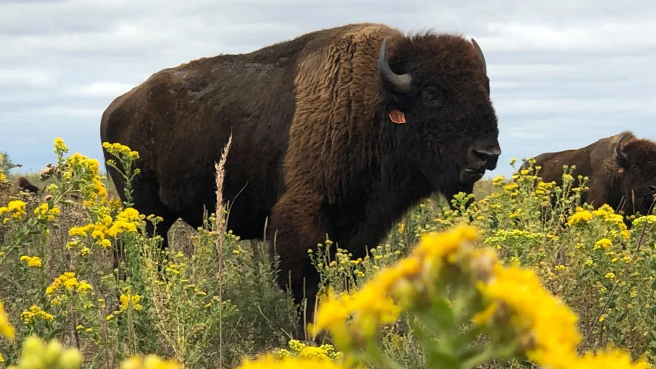 More than 50,000 bison reintroduced on former prairies are compacting soil, reviving native grasses, and restoring ancient grazing cycles