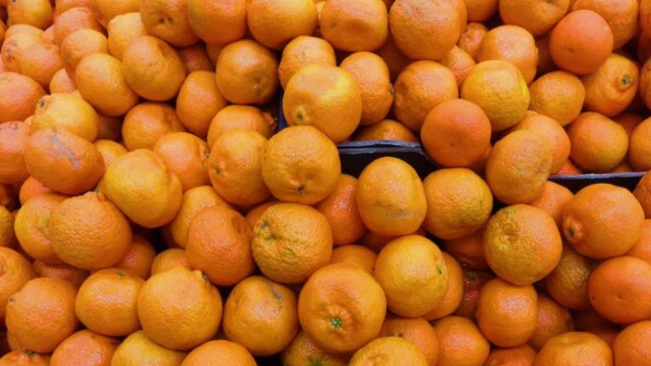“Queen of the Cerrado” fruit becomes a lifeline for income in a Brazilian paradise