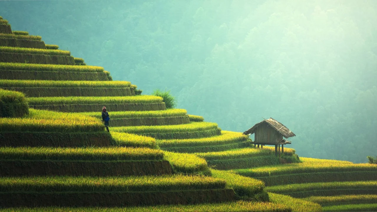 Terraced Farming