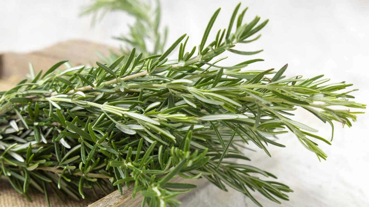 Why Boiling Rosemary at Home is Becoming So Popular and the Surprising Benefits People Say it Brings